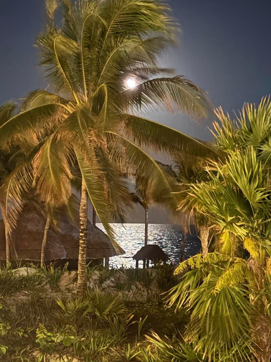 Moonlit palms beside the ocean at a Palace resort